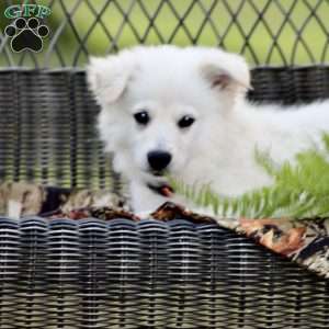 Buddy, American Eskimo Puppy